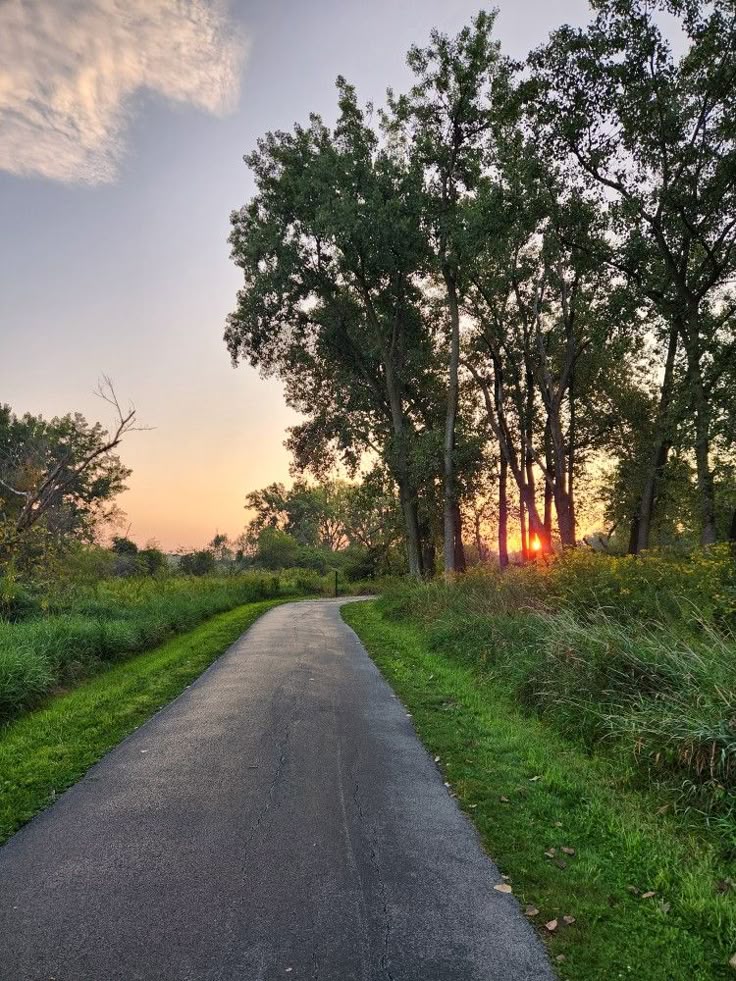 A path lined with trees on a sunny day.