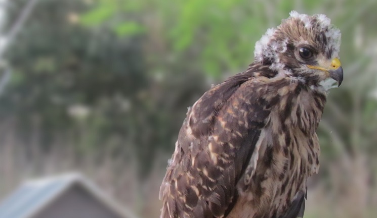 rescued baby hawk